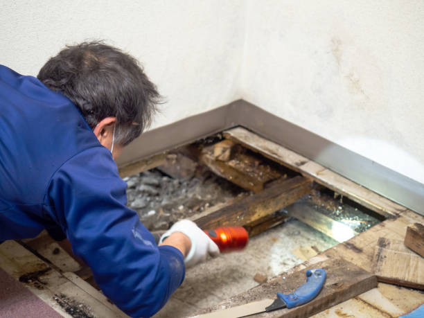 Best Mold Testing and Inspection Services in Oakdale, NY