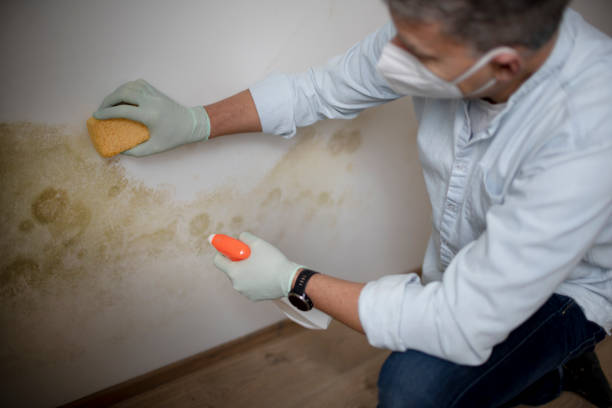 Best Attic Mold Remediation in Oakdale, NY